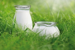 Image Dairy Milk Grass